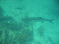 IMG_1112.JPG