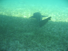 IMG_1113.JPG