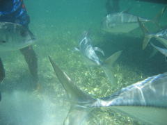 IMG_1116.JPG
