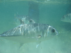 IMG_1118.JPG