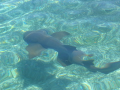 IMG_1123.JPG