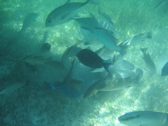 IMG_1128.JPG