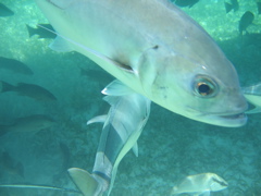 IMG_1130.JPG