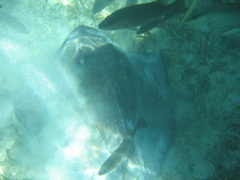 IMG_1131.JPG