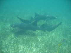 IMG_1132.JPG