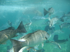IMG_1136.JPG