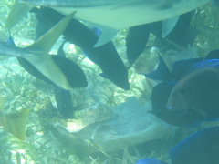 IMG_1139.JPG