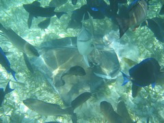 IMG_1141.JPG