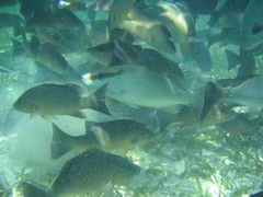 IMG_1142.JPG
