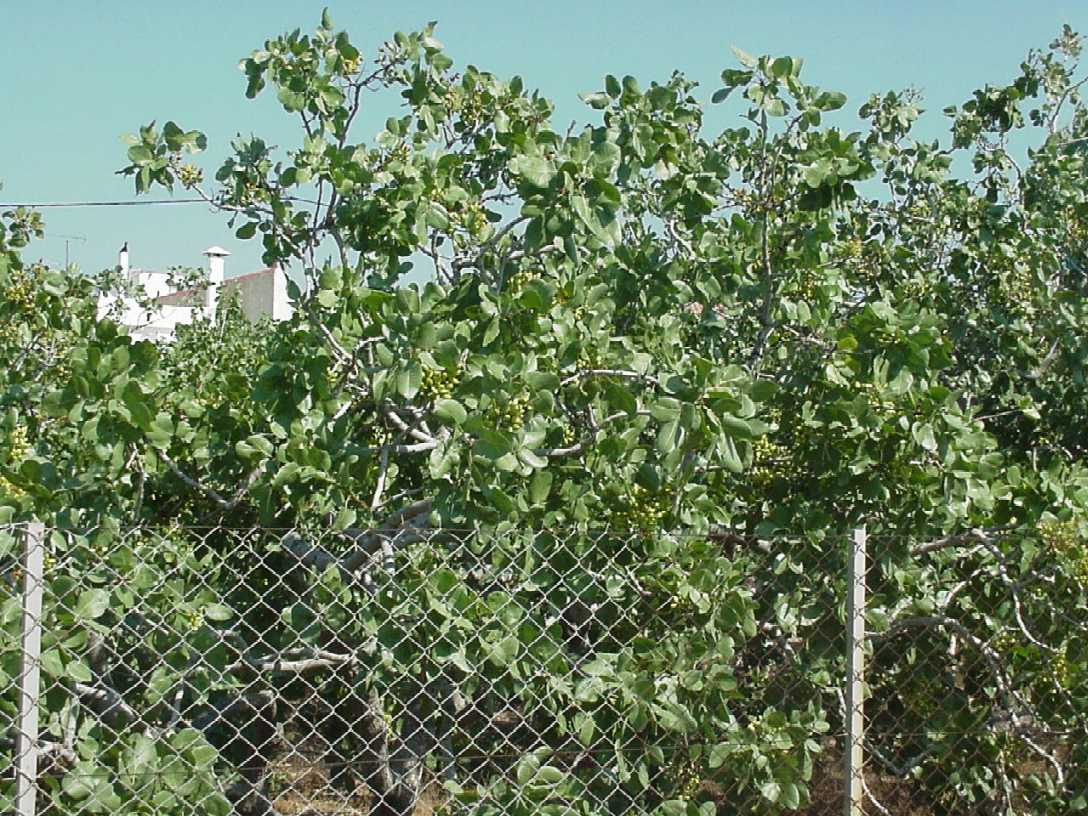pistacio.jpg, 174666 bytes, 7/3/01