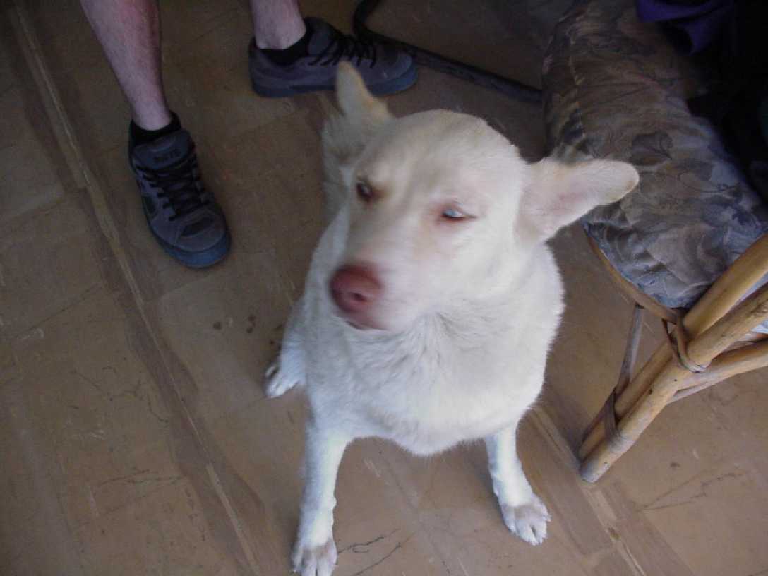 rosie_diver_dog.jpg, 44143 bytes, 7/3/01